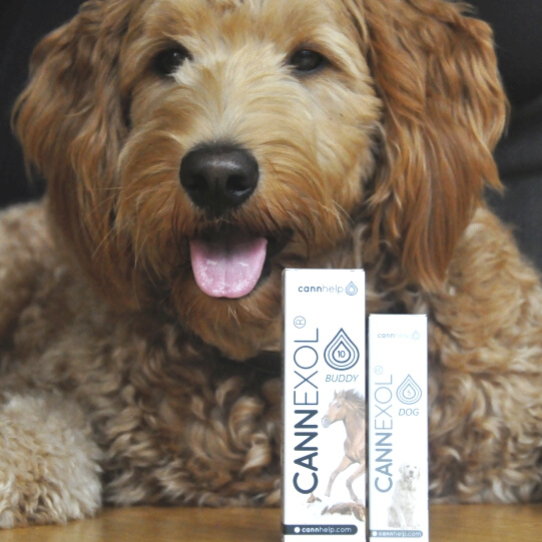 DUETT CANNEXOL DOG 5% & BUDDY 10%